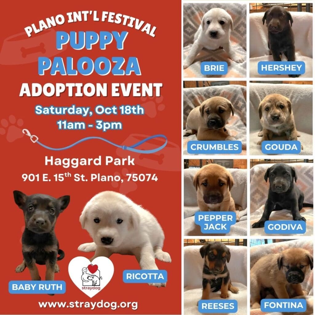 plano international fest adoption event straydog
