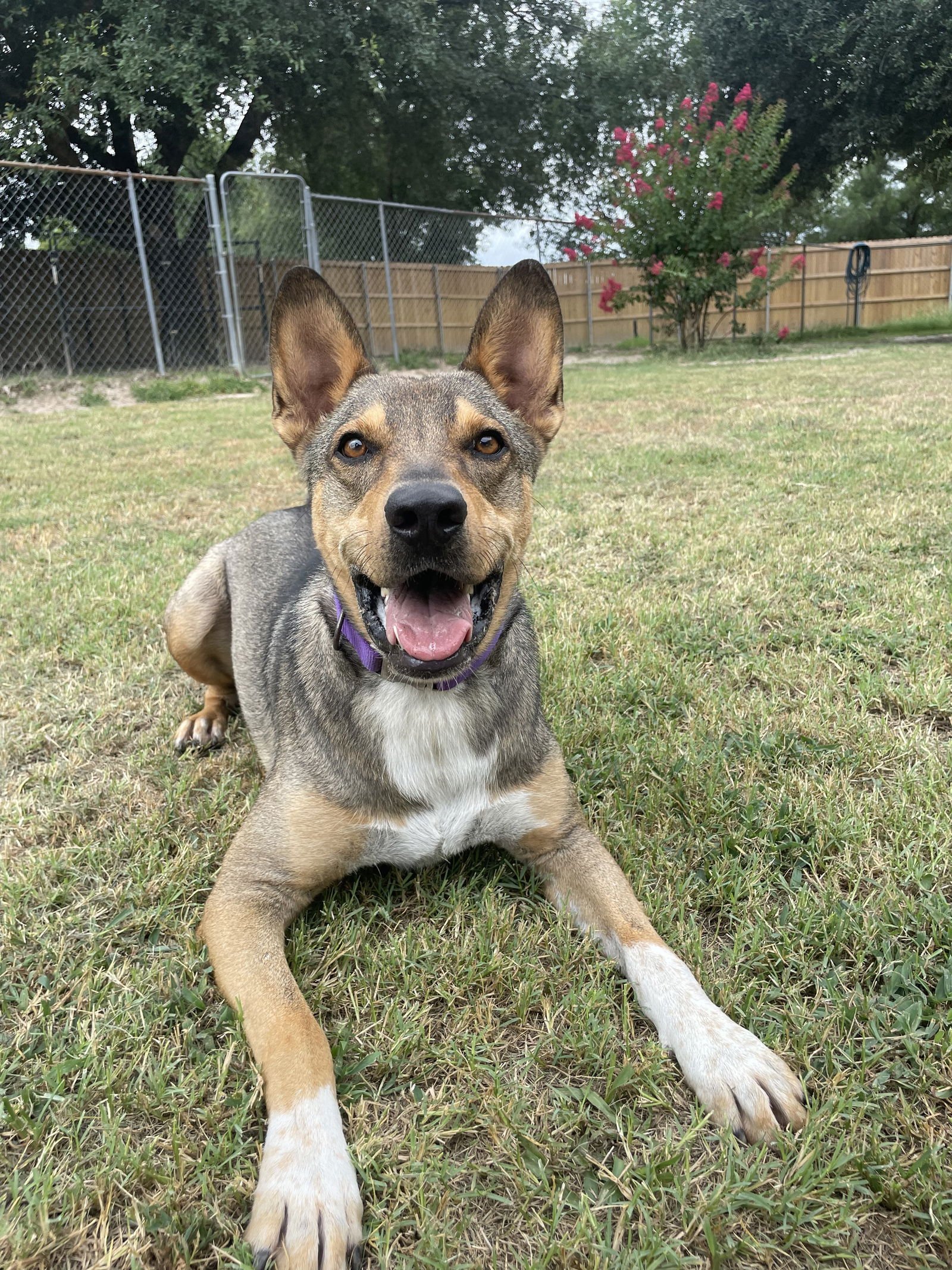 Straydog of the Week