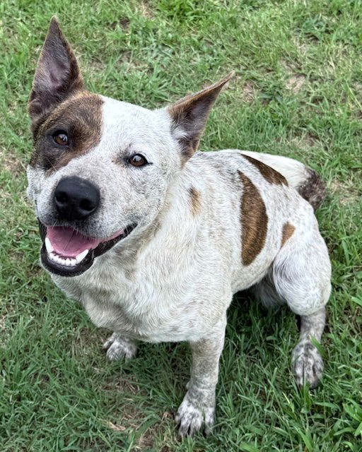 Star Austrailian Cattle Dog Blue Heeler