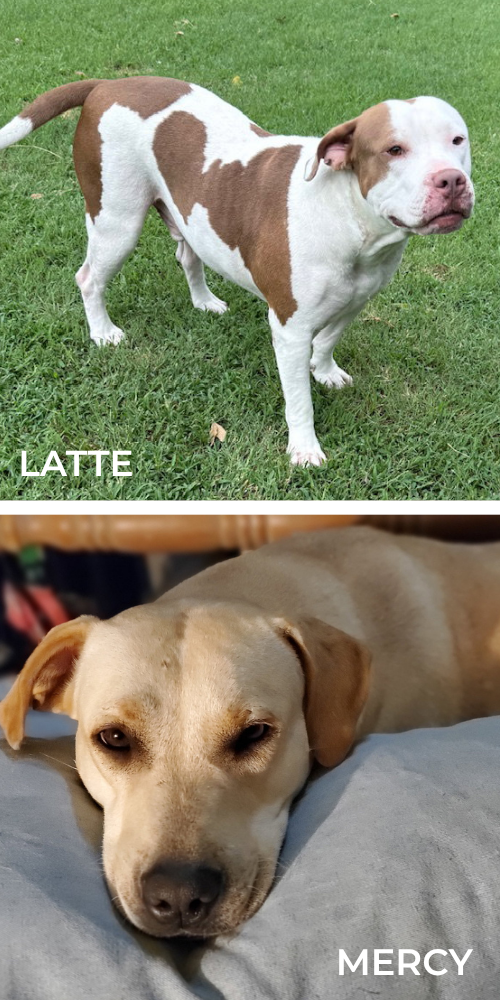 Latte & Mercy marge senior boxer