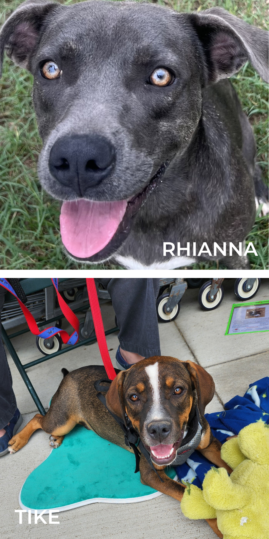 Rhianna & Tike marge senior boxer