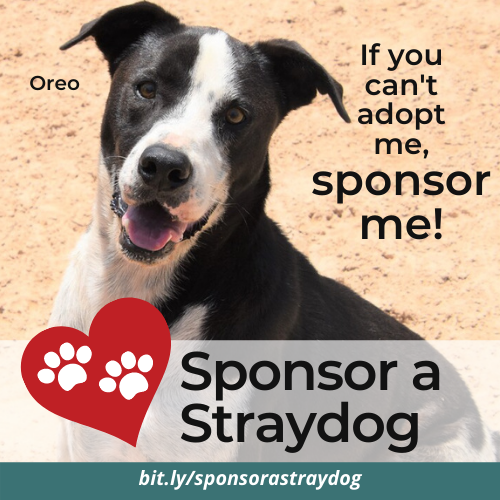 Sponsor a Straydog