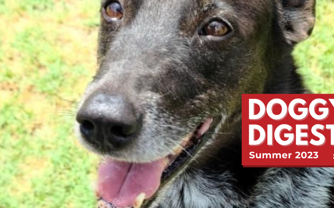 Doggy Digest – Summer 2023
