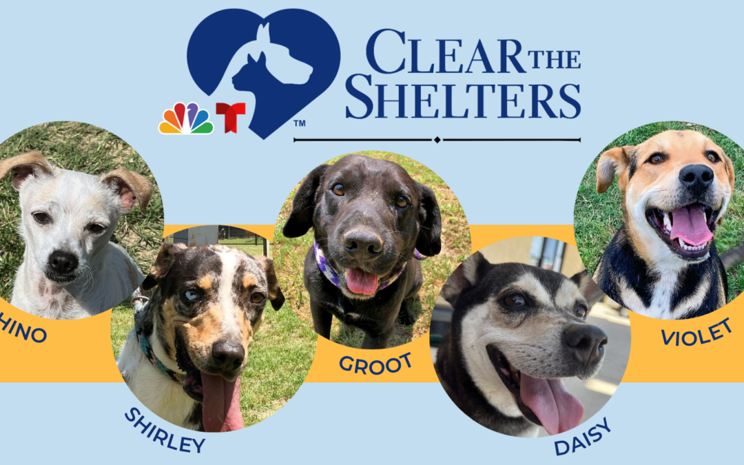 Clear the Shelters 2023
