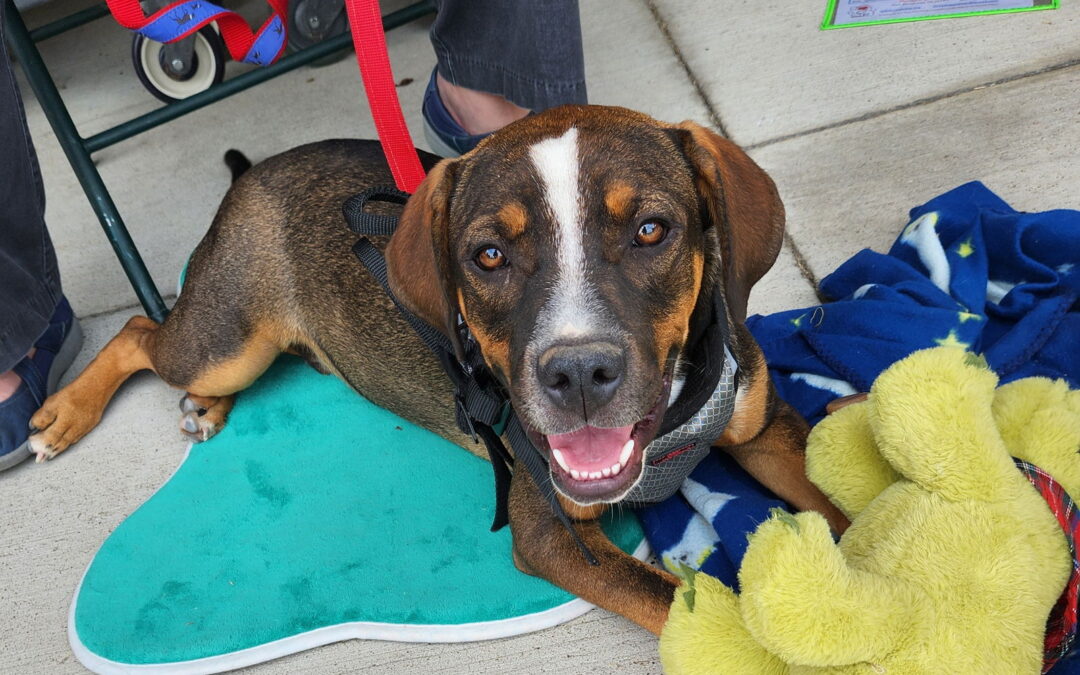 Plano International Festival- Adoption Event