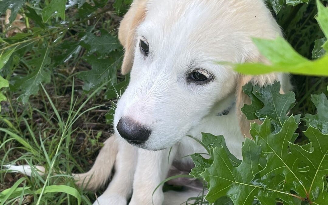 Petsmart, West Plano (November)
