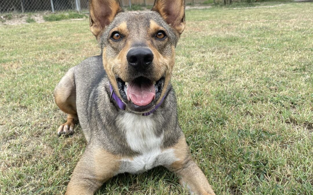 Petsmart, West Plano (December)