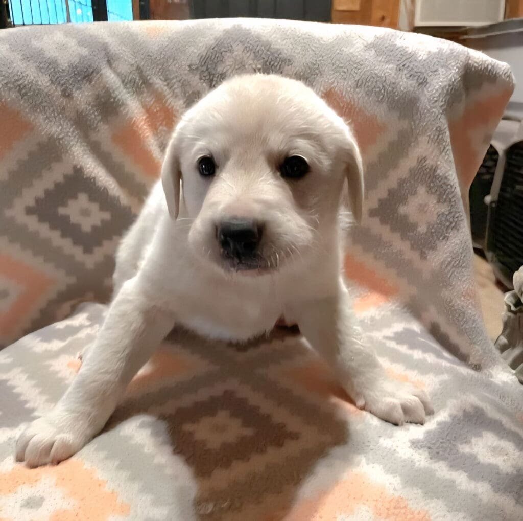 puppy brie Anatolian Shepherd / Mixed