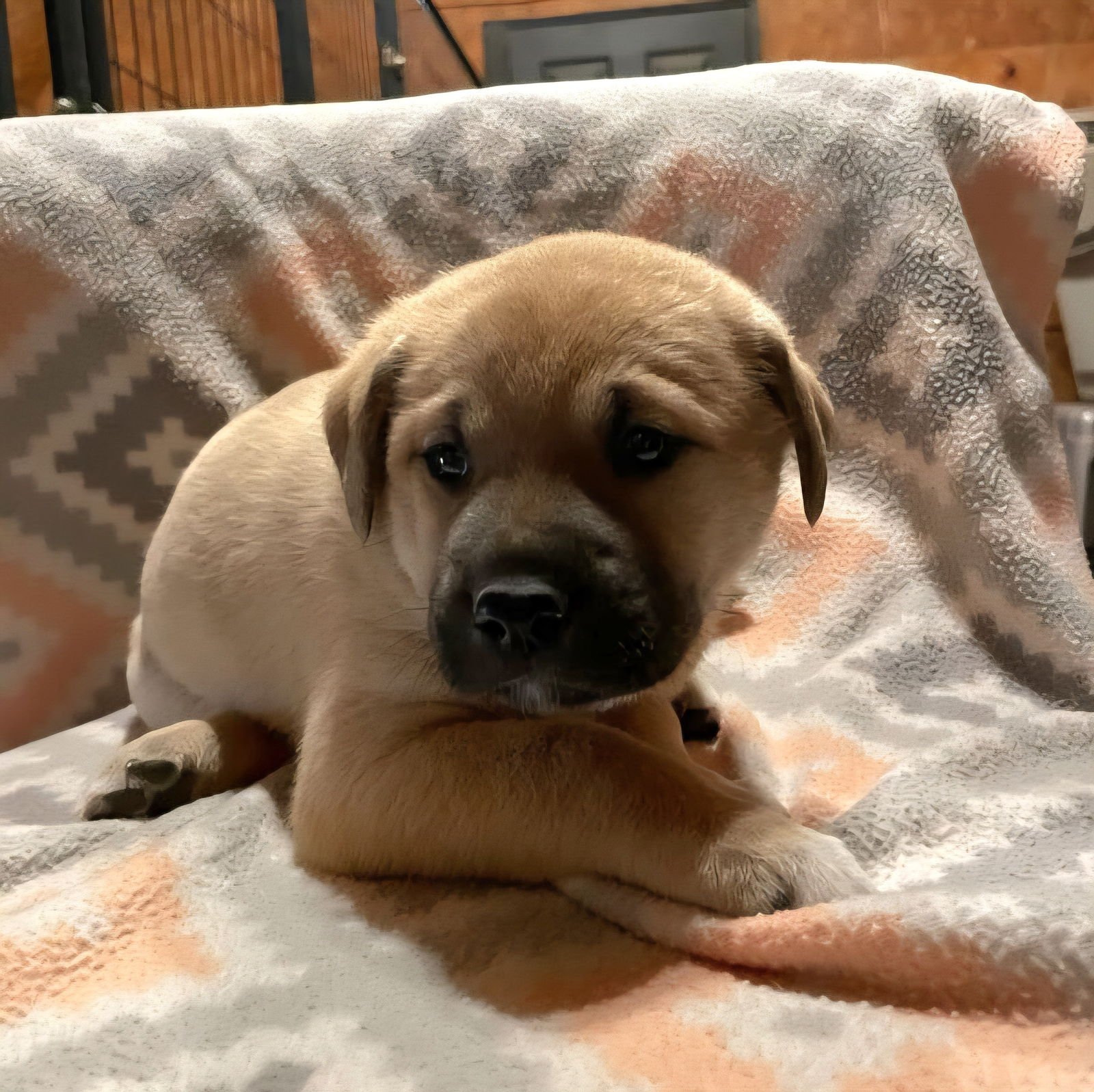 puppy crumbles Anatolian Shepherd / Mixed
