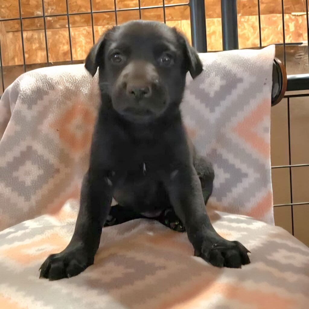 peppermint patty puppy