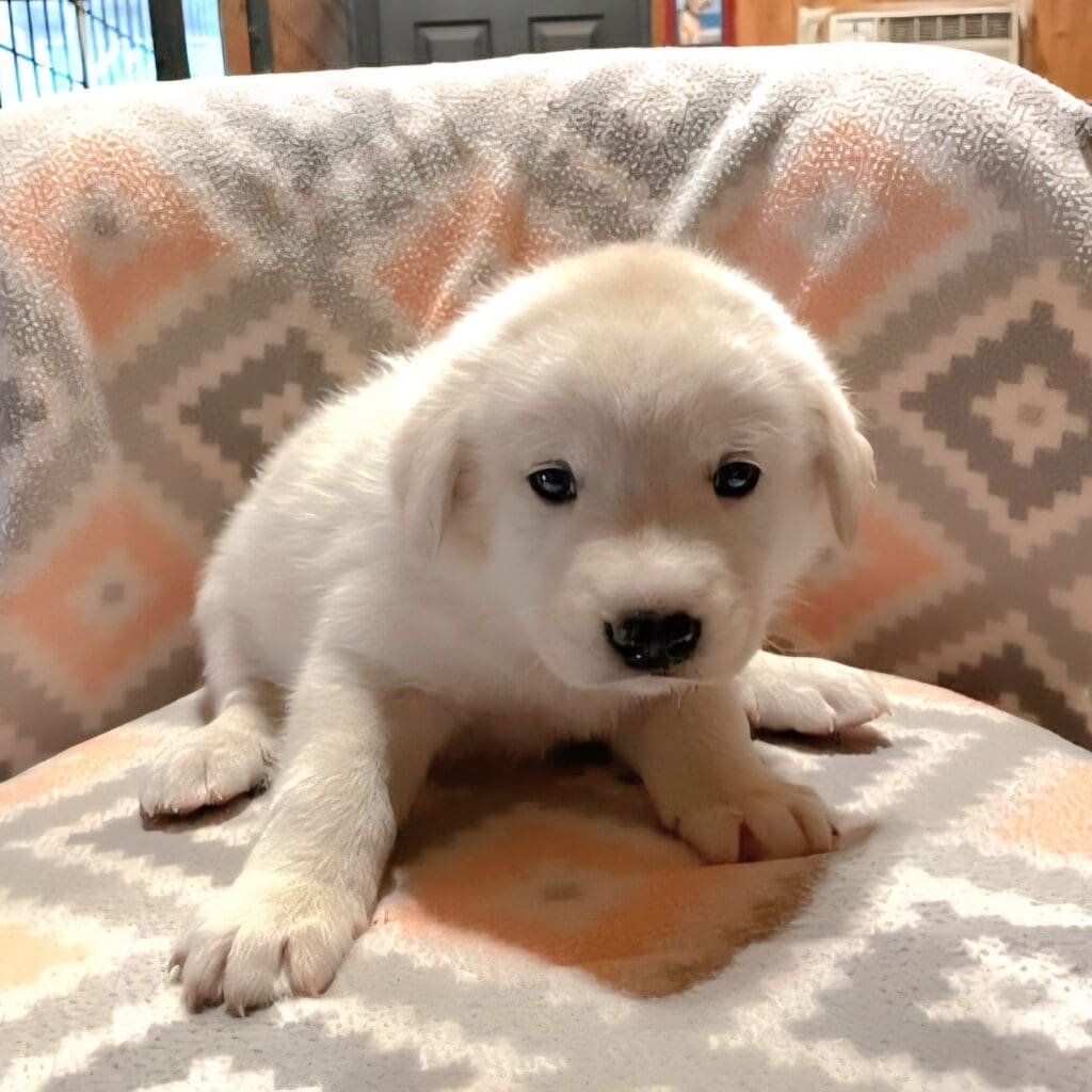 ricotta puppy