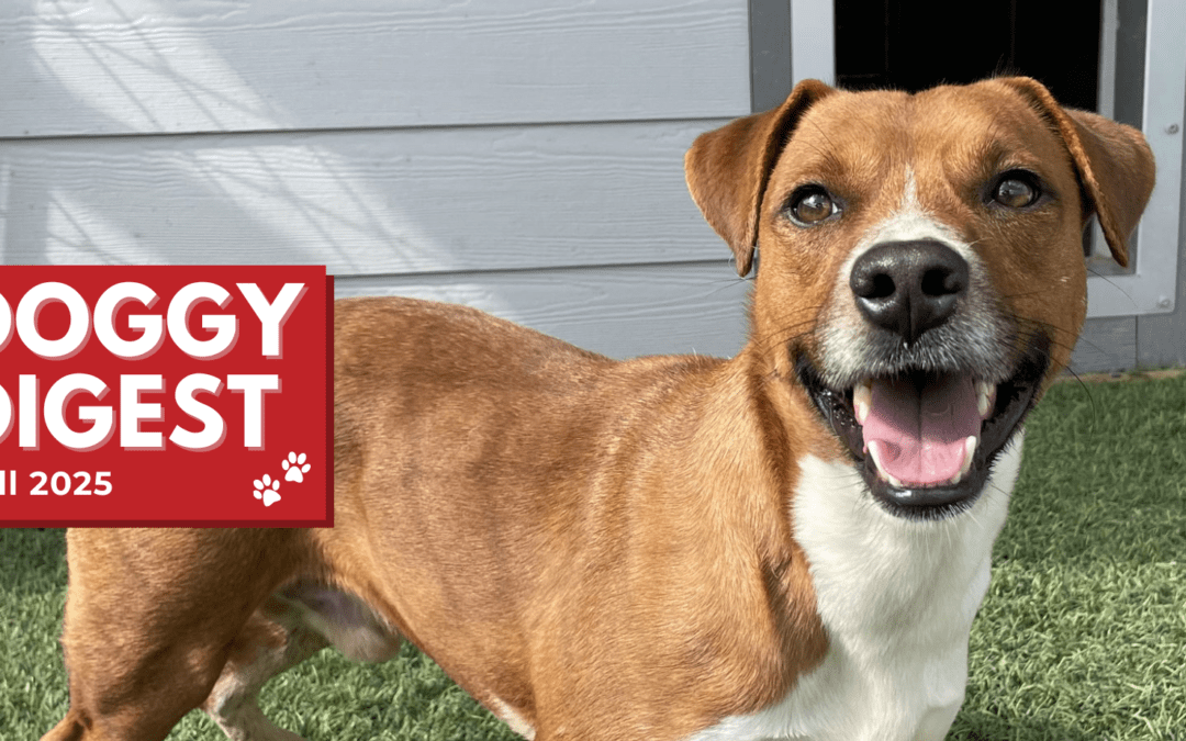 Doggy Digest – Fall 2025